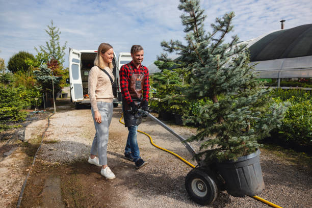 The Steps Involved in Our Tree Care Process in Erlanger, KY